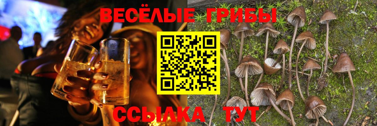 Галлюциногенные грибы Psilocybine cubensis Балашов
